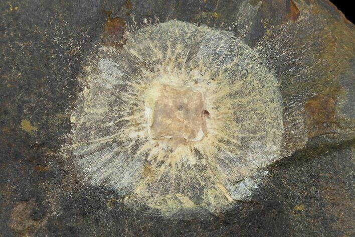 Fossil Winged Walnut (Juglandaceae) Fruit - North Dakota #133027